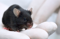 core-mouse cores(immune-deficient)